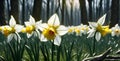 banner Spring yellow Daffodils, Narcissus flowers backlit by sunshine. Royalty Free Stock Photo