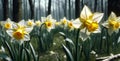 banner Spring yellow Daffodils, Narcissus flowers backlit by sunshine. Royalty Free Stock Photo