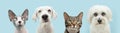 Banner summer dogs and cats. four pets in a row looking at camera. Isolated on blue pastel background Royalty Free Stock Photo