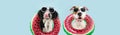 Banner summer pets. Funny two dogs going on vacations licking its lips inside of a watermelon inflatable ring. Isolated on blue