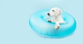 Banner summer puppy dog inside of a blue inflatable. Isolated on blue colored background