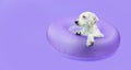 Banner summer puppy dog inside of a blue inflatable. on purple colored background