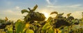 Banner sunflower fields during sunset. Sunflower fields in warm evening light. Dried sunflowers Royalty Free Stock Photo