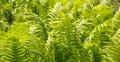 Banner of sunny fern leaves for natural green texture Royalty Free Stock Photo