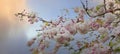 Banner sunset scene with bouquet cherry tree blossom flowers blooming in spring or Sakura flower in the nature garden Royalty Free Stock Photo