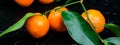 Banner of Tangerines background. Delicious and beautiful Citrus