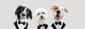 Banner three dogs love celebrating valentine`s day, new year or birthday wearing a tuxedo. Isolated on gray background