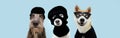 Banner three funny pets dog robbers and hero wearing balaclava ski mask. Isolated blue background. Carnival or halloween concept