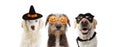 Banner three puppy dogs celebrating halloween wearing pumpkin orange glasses, hero and witch costume. Isolated on white background