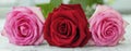 Banner three roses. One red rose and two rose roses Royalty Free Stock Photo