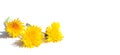 Banner : three yellow dandelions lie on a white background, a place for the text-the concept of the arrival of fun summer days Royalty Free Stock Photo