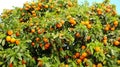 Banner of tree oranges or mandarins where there are a lot of leaves and a lot of fruit. Many fruits