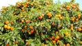 Banner of tree oranges or mandarins where there are a lot of leaves and a lot of fruit. Many fruits