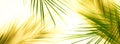 Tropical green palm leaves pattern . Plant abstract