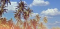 The banner of tropical summer palm trees  beach background Which palm trees against blue sky and panorama, tropical Caribbean Royalty Free Stock Photo