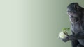 Banner with a troubled Chimpanzee in profile holding a cabbage at smooth green background with copy space, closeup,