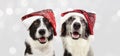 Banner two border collie dog celebrating christmas holidays wearing a red santa claus hat. Isolated on gray background Royalty Free Stock Photo