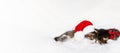 Banner with two Christmas kittens in red Santa hat, bow sleep with eyes closed Royalty Free Stock Photo