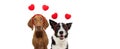 Banner two group dogs puppy love celebrating valentine`s day with a red heart shape diadem. Isolated on white background. Happy Royalty Free Stock Photo