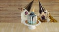 BANNER TWO HAPPY DOGS CELEBRATING BIRTHDAY OR ANNIVERSARY PARTY  WITH A CAKE AGAINST WOODEN BACKGROUND Royalty Free Stock Photo