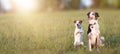 BANNER TWO HAPPY DOGS ON GREEN DEFOCUSED GRASS BACKGROUND. JACK RUSSELL AND BORDER COLLIE Royalty Free Stock Photo