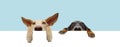 Banner two hide puppies dogs with big ears and paws hanging in a blank in a row. Isolated on blue colored background