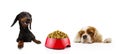 Banner two hungry dogs with a red bowl ready to eat with paws over black edge. Isolated on white background