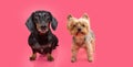 Banner two small puppy dogs, dachshund and yorkshire sitting and looking at camera. Isolated on pink background Royalty Free Stock Photo