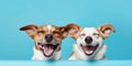 Banner two smiling dogs with happy expression. and closed eyes. Isolated on blue colored background