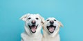 Banner two smiling dogs with happy expression. and closed eyes. Isolated on blue colored background