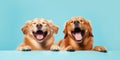 Banner two smiling dogs with happy expression. and closed eyes. Isolated on blue colored background