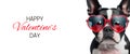 Banner for Valentine's Day holiday with funny dog wearing red glasses Royalty Free Stock Photo