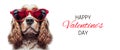 Banner for Valentine's Day holiday with funny dog wearing red glasses Royalty Free Stock Photo