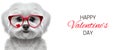 Banner for Valentine's Day holiday with funny dog wearing red glasses Royalty Free Stock Photo