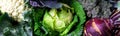 Banner of Various of Cabbage Broccoli Cauliflower. Assorted of Cabbages in Basket. Royalty Free Stock Photo