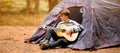 Banner view of smiling young man sitting near touristic tent and playing guitar in forest Royalty Free Stock Photo