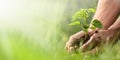 Banner view of sustainability expressed by green environment and seedlings in hands Royalty Free Stock Photo