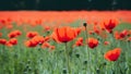 Banner website with blurred nature background of poppy flowers Royalty Free Stock Photo