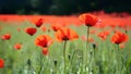 Banner website with blurred nature background of poppy flowers Royalty Free Stock Photo