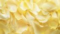 Banner for website with closeup view of yellow layers of flower petals. Royalty Free Stock Photo