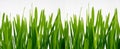 Banner for website. green fresh grass oats, white wood background, grown, copy space for text, concept of freshness
