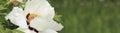 Banner for website header with white peony flower, selective focus. Floral