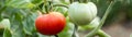 banner of Wet green and red tomatoes growing in a garden Royalty Free Stock Photo
