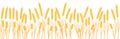 Banner wheat field background concept harvest and agriculture Ukraine