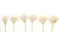 Banner with White Background of Peach Roses