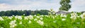 Blooming potato field Royalty Free Stock Photo