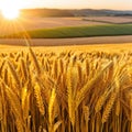 banner wide picture of beautiful close up wheat ear against sunlight at evening or morning with yellow field as Royalty Free Stock Photo