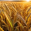 banner wide picture of beautiful close up wheat ear against sunlight at evening or morning with yellow field as Royalty Free Stock Photo