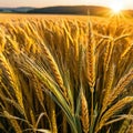 banner wide picture of beautiful close up wheat ear against sunlight at evening or morning with yellow field as Royalty Free Stock Photo