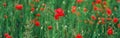 Banner. Wild red poppies in a field